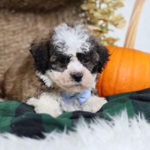 teddy bear puppies for sale near me