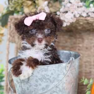 toy bernedoodle breeders