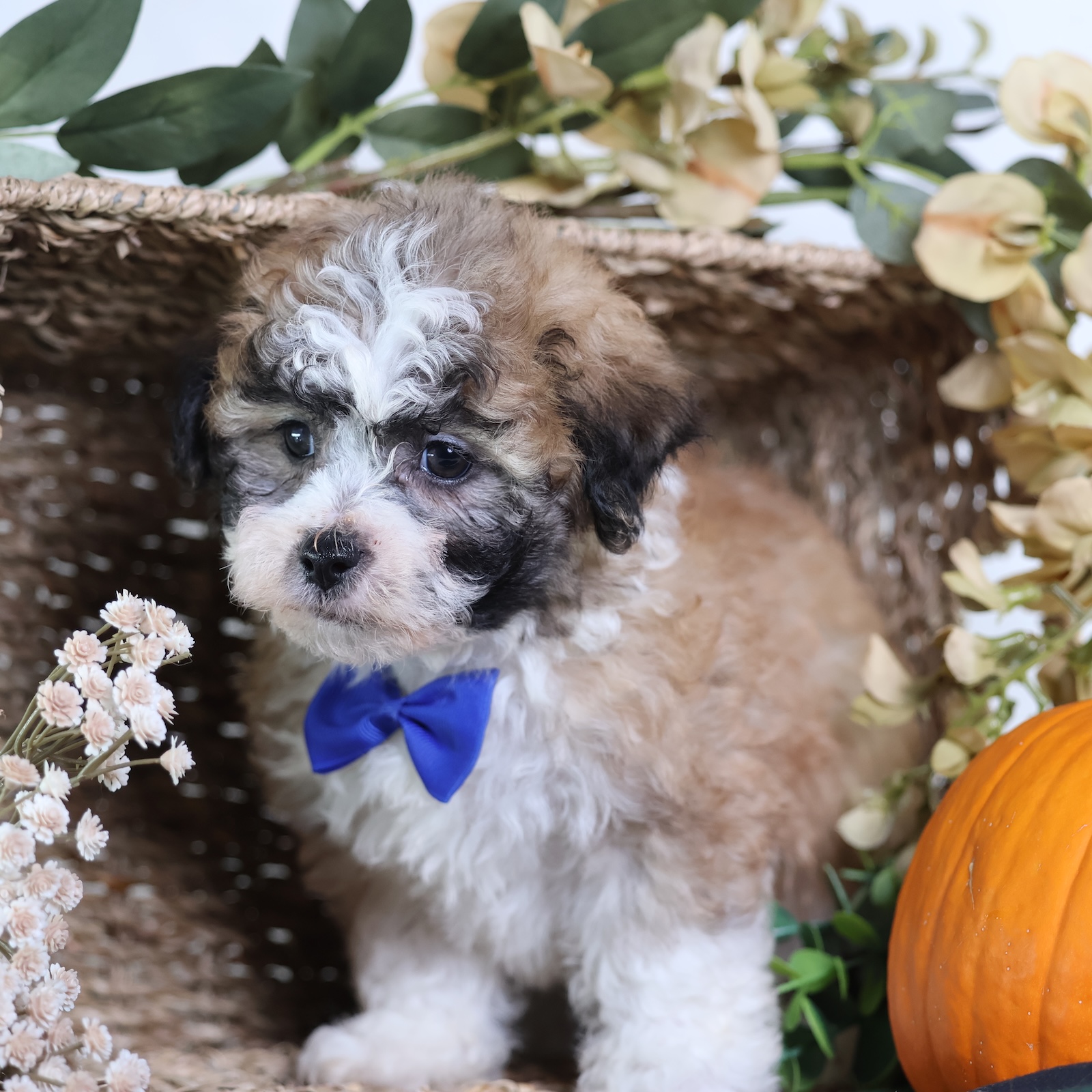 Shichon Zuchon Puppies In Pa Paw Tale Puppies Vet Report shichon-zuchon-puppies-in-pa-paw-tale-puppies-vet-report