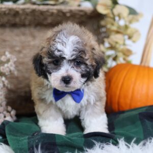 zuchon puppies for sale