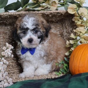zuchon puppies for sale near me