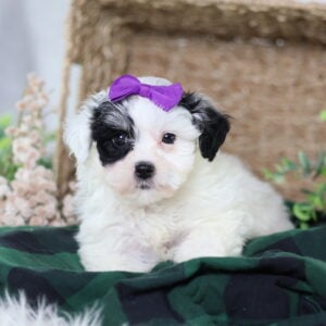 zuchon puppies for sale near me