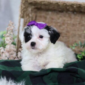 zuchon puppies near me