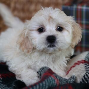 zuchon puppy