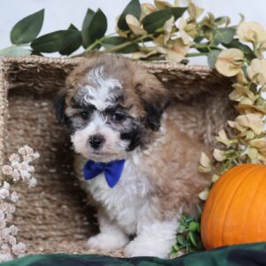 zuchon puppy breeders