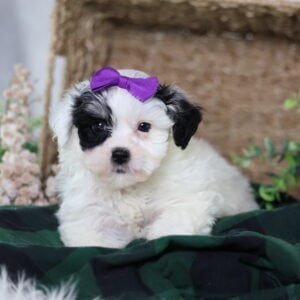 zuchon puppy breeders