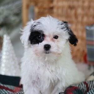 zuchon teddy bear puppies