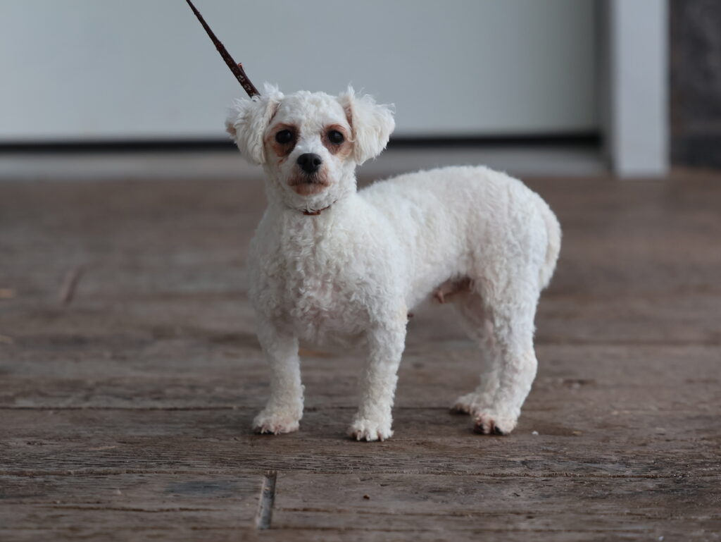 Bichon Adult