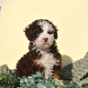 bernedoodle chocolate
