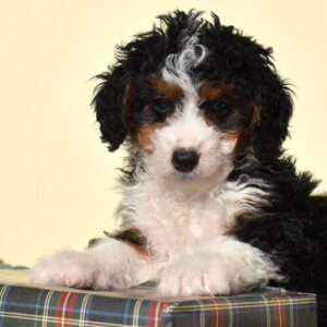 bernedoodle micro