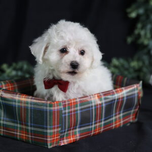 bichon frise puppy for sale