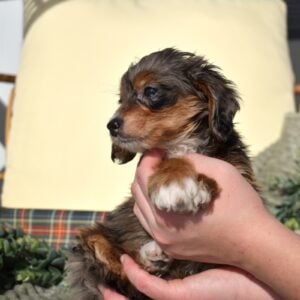 blue merle mini bernedoodle