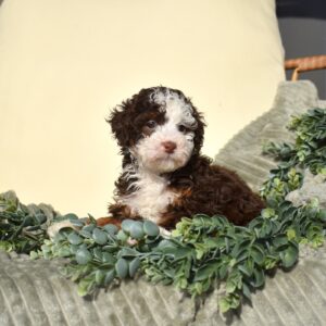 chocolate bernedoodle