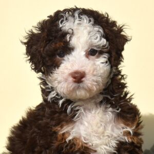 chocolate mini bernedoodle