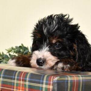micro bernedoodle