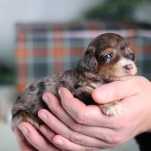 micro bernedoodle puppies