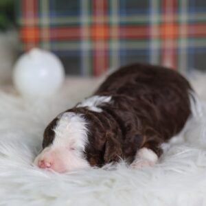 micro bernedoodle puppies for sale pa