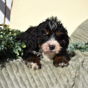 micro mini bernedoodle