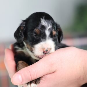 micro mini bernedoodle