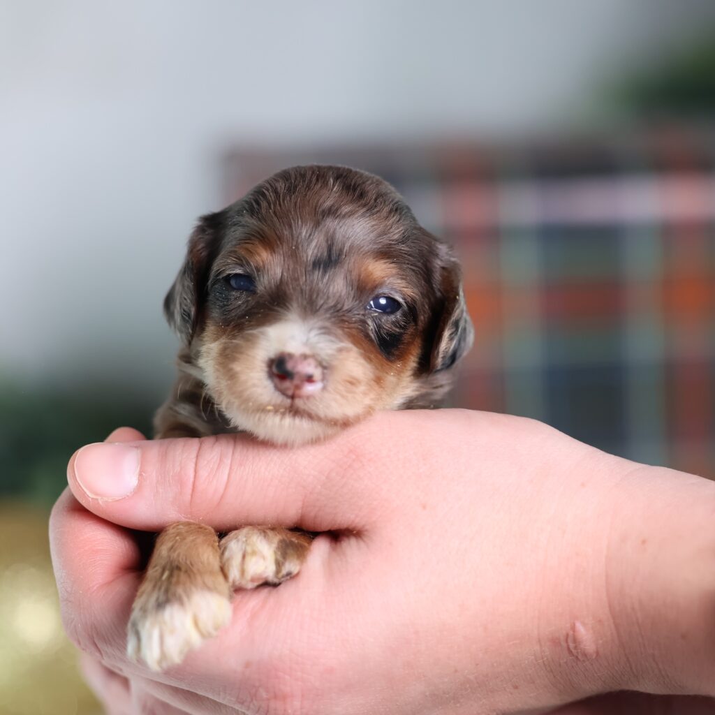 micro mini bernedoodle puppies for sale