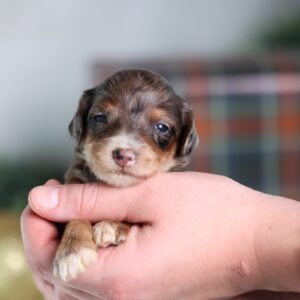 micro mini bernedoodle puppies for sale