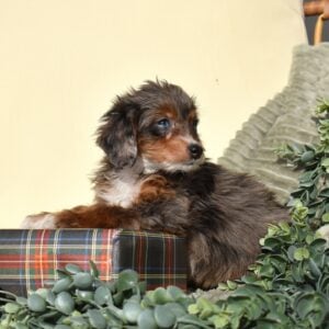 mini bernedoodle blue merle