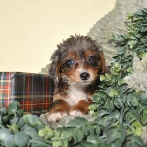 mini bernedoodle merle