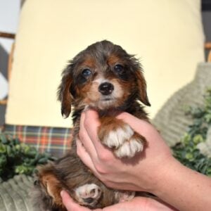 mini merle bernedoodle