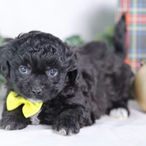 shichon teddy bear puppies