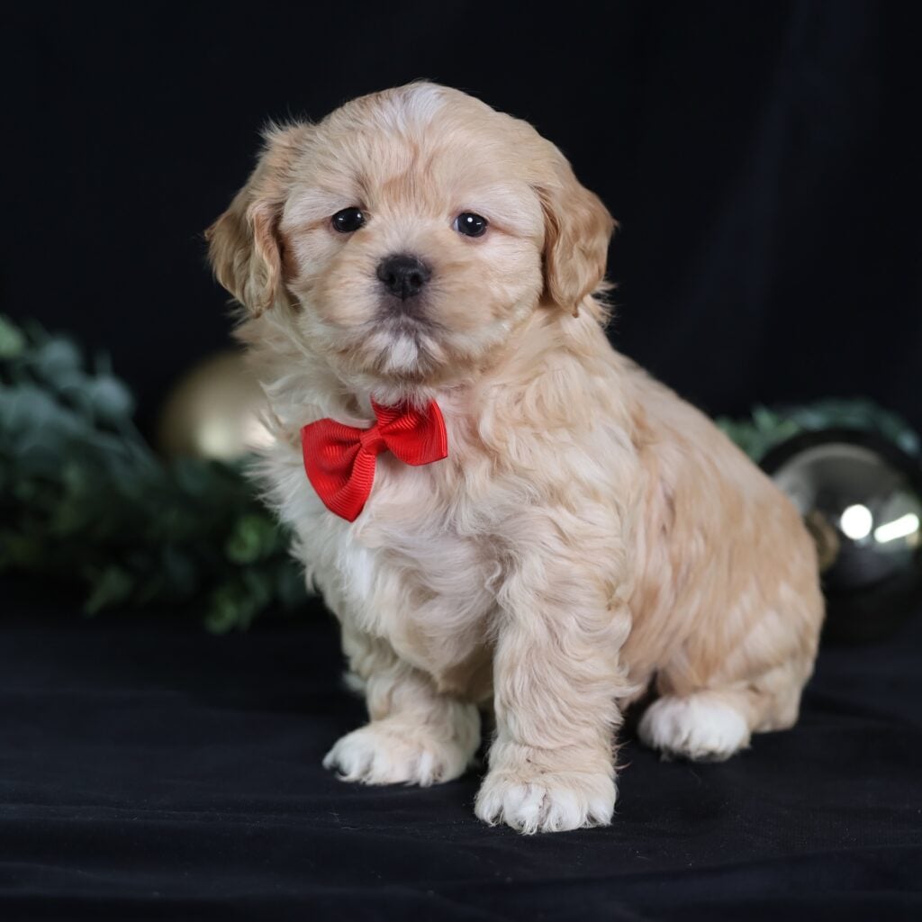 small puppies that look like teddy bears