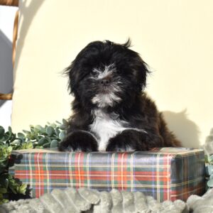 teddy bear dogs puppies