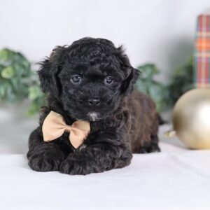 adorable teddy bear puppies