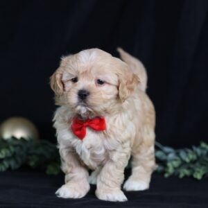 teddy bear puppies