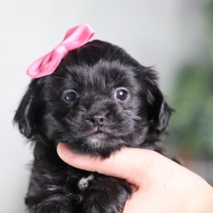 teddy bear puppy for sale near me