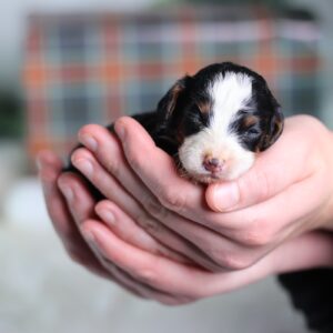 toy bernedoodle for sale