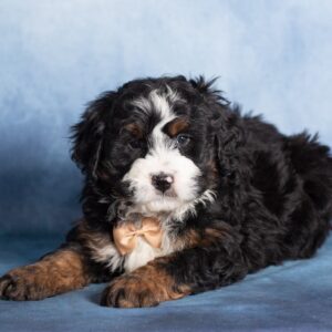 bernedoodle breeders near me