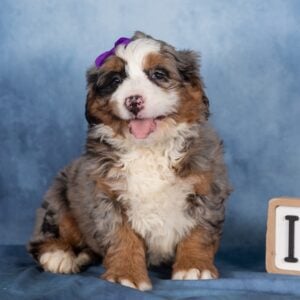 bernedoodle breeders near me