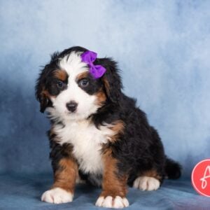 bernedoodle puppy breeders