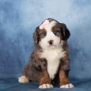 bernedoodle puppy breeders