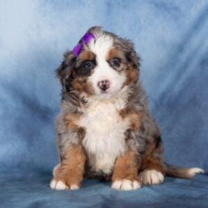 bernedoodle puppy breeders