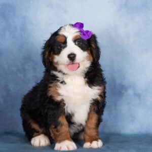 best bernedoodle breeders