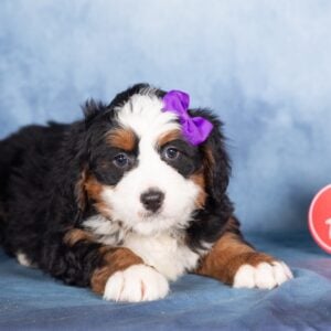 micro bernedoodle breeders