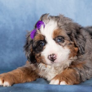 mini bernedoodle breeders