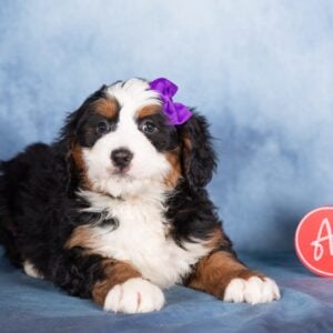 mini bernedoodle breeders near me