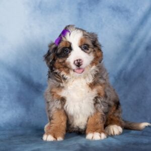 mini bernedoodle breeders near me