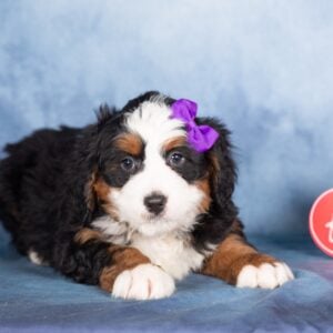 reputable bernedoodle breeders