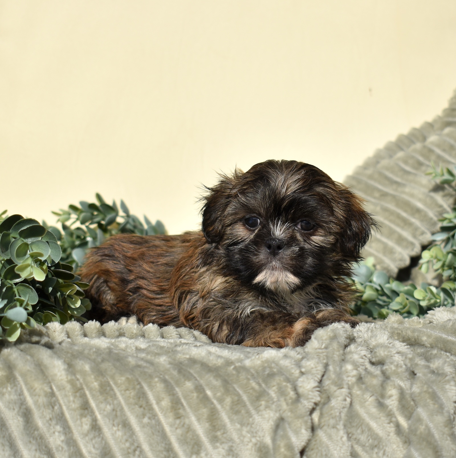 Terrific Teddy Bear Puppies For Sale Under 400 Gallery