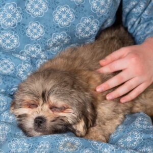 teddy bear puppies