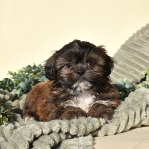 teddy bear puppies for sale