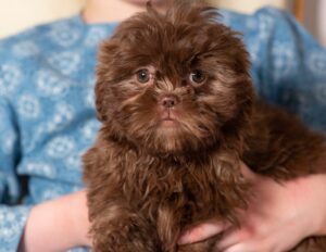 teddy bear puppies near me